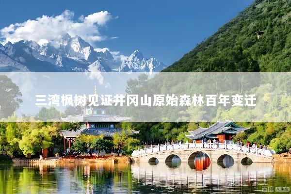 三湾枫树见证井冈山原始森林百年变迁