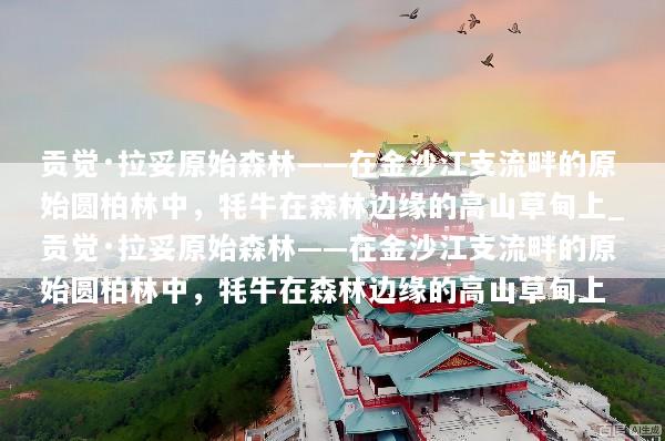 贡觉·拉妥原始森林——在金沙江支流畔的原始圆柏林中，牦牛在森林边缘的高山草甸上_贡觉·拉妥原始森林——在金沙江支流畔的原始圆柏林中，牦牛在森林边缘的高山草甸上