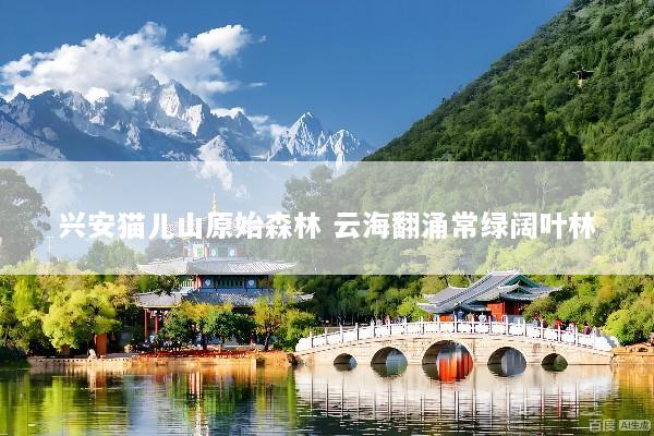 兴安猫儿山原始森林 云海翻涌常绿阔叶林