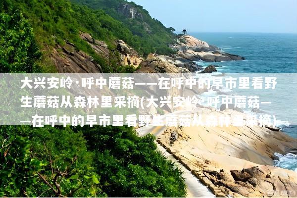 大兴安岭·呼中蘑菇——在呼中的早市里看野生蘑菇从森林里采摘(大兴安岭·呼中蘑菇——在呼中的早市里看野生蘑菇从森林里采摘)