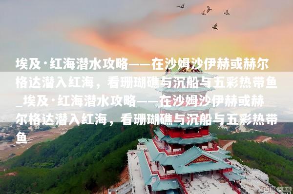 埃及·红海潜水攻略——在沙姆沙伊赫或赫尔格达潜入红海，看珊瑚礁与沉船与五彩热带鱼_埃及·红海潜水攻略——在沙姆沙伊赫或赫尔格达潜入红海，看珊瑚礁与沉船与五彩热带鱼